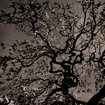 20090428-_MG_1572